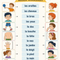 Fiches illustratives des parties du corps pour enfants
