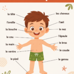 Illustration représentant les différentes parties du corps humain, incluant la tête, les bras et les jambes.
